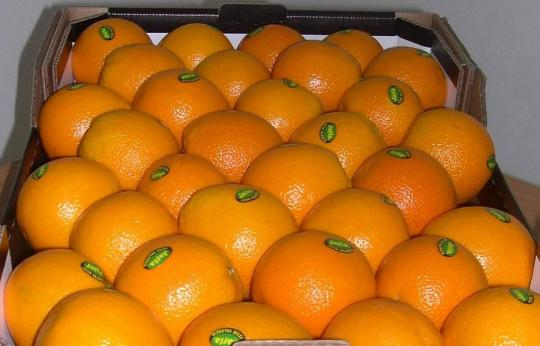 Апельсин Valencia (18 кг ящик)