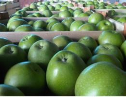 Яблоки сезонные зеленые ящик (15кг)