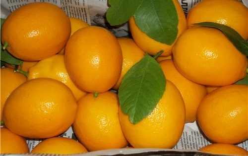Лимон Азербайджан (Ленкорань)
