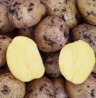 Картофель "Новый урожай " 25 кг (мешок)
