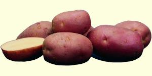 Картофель красный "Новый урожай"