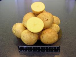 Картофель "Новый урожай" 25кг