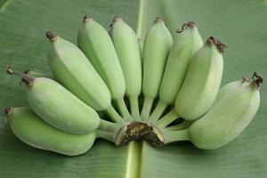 Банан мини (дикий, зеленый )
