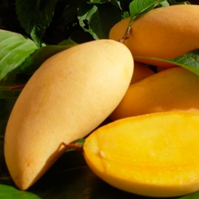 Желтые фрукты названия. Сорта манго в Тайланде. Сорта тайского манго. Манго Голден сорт. Манго фрукт тайский сорт.