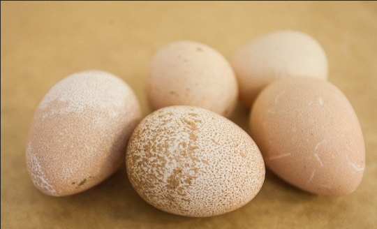 Яйца цесарки 10 шт